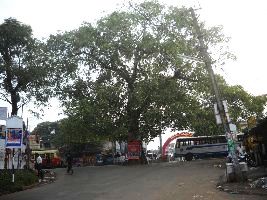 Nedumangad