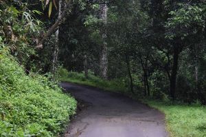 Gavi Forest 