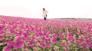 Kaas plateau 