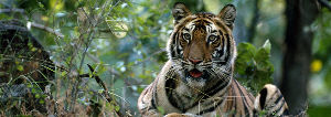 Periyar Tiger Trail