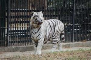The Delhi Zoo