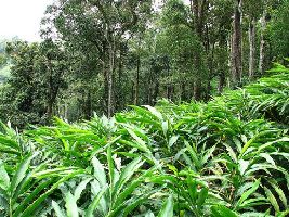 Discovery Spice Plantation 
